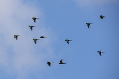 Aratinga auricapillus