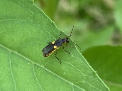 Trypherus frisoni