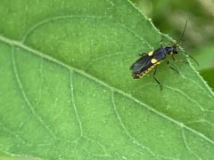 Trypherus frisoni