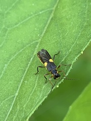 Trypherus frisoni
