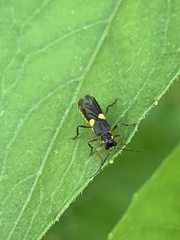 Trypherus frisoni
