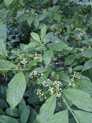 Euonymus europaeus