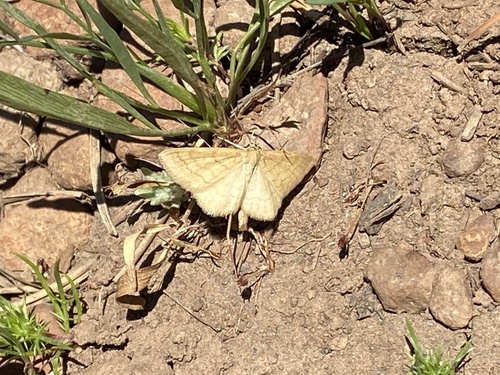 iNaturalist observation photo of Waves and Mochas