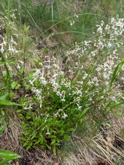 Silene nutans