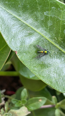 Condylostylus patibulatus