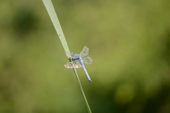Orthetrum lineostigma