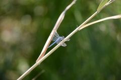 Orthetrum lineostigma