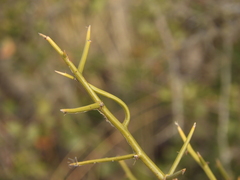 Prosopidastrum angusticarpum