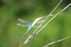 Orthetrum lineostigma