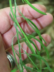 Borodinia canadensis