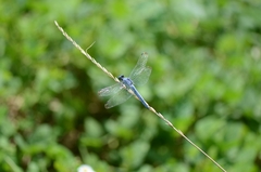 Orthetrum lineostigma