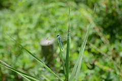 Orthetrum lineostigma