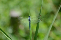 Orthetrum lineostigma