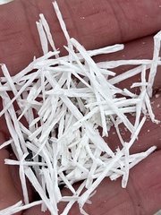 Syringodium filiforme