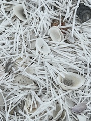 Syringodium filiforme