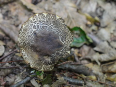 Leccinellum griseum