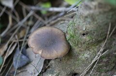 Armillaria fumosa
