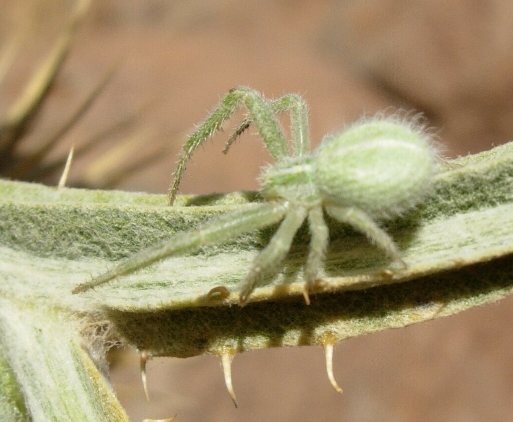Heriaeus spinipalpus