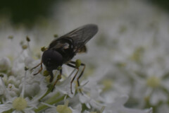 Cheilosia scutellata