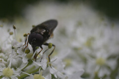 Cheilosia scutellata