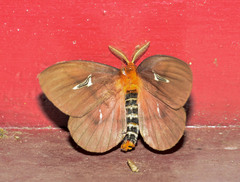 Cerodirphia apunctata