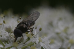 Cheilosia scutellata