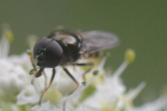 Cheilosia scutellata