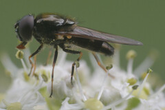 Cheilosia scutellata
