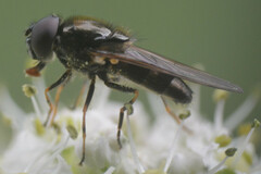 Cheilosia scutellata