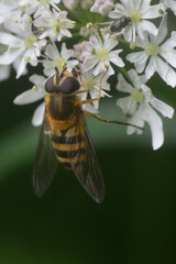 Epistrophe grossulariae