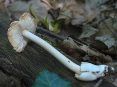 Amanita fulvoides