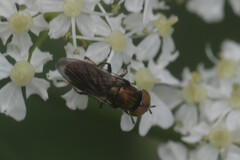 Riponnensia splendens