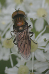 Riponnensia splendens