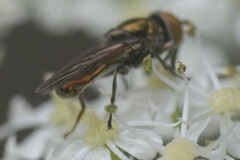 Riponnensia splendens