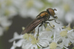 Riponnensia splendens