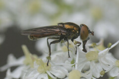 Riponnensia splendens
