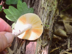 Russula risigallina