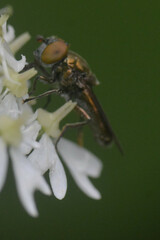 Riponnensia splendens