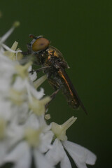 Riponnensia splendens