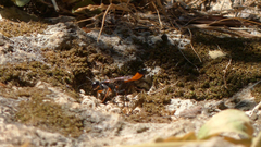 Ammophila heydeni