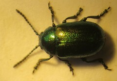 Chrysolina varians