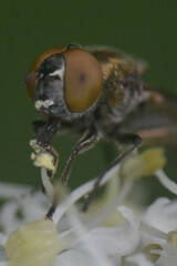 Riponnensia splendens
