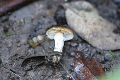 Armillaria fumosa