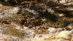 Ammophila heydeni
