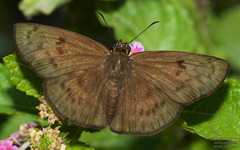 Grais stigmaticus