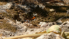 Ammophila heydeni