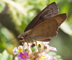 Grais stigmaticus