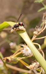 Ancistrocerus haematodes
