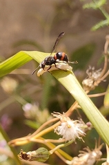 Ancistrocerus haematodes