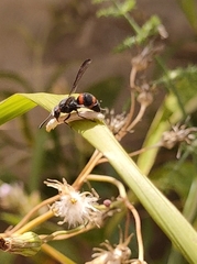 Ancistrocerus haematodes